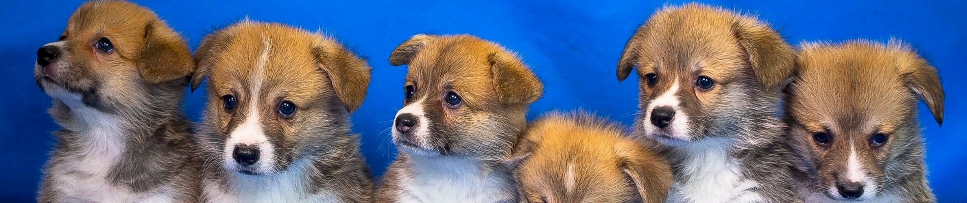 Hudnefutter, Welpenfutter, Futter für Senoir Hunde und Trockenfutter